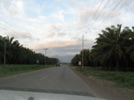 De weg met de eindeloze palmbomen
